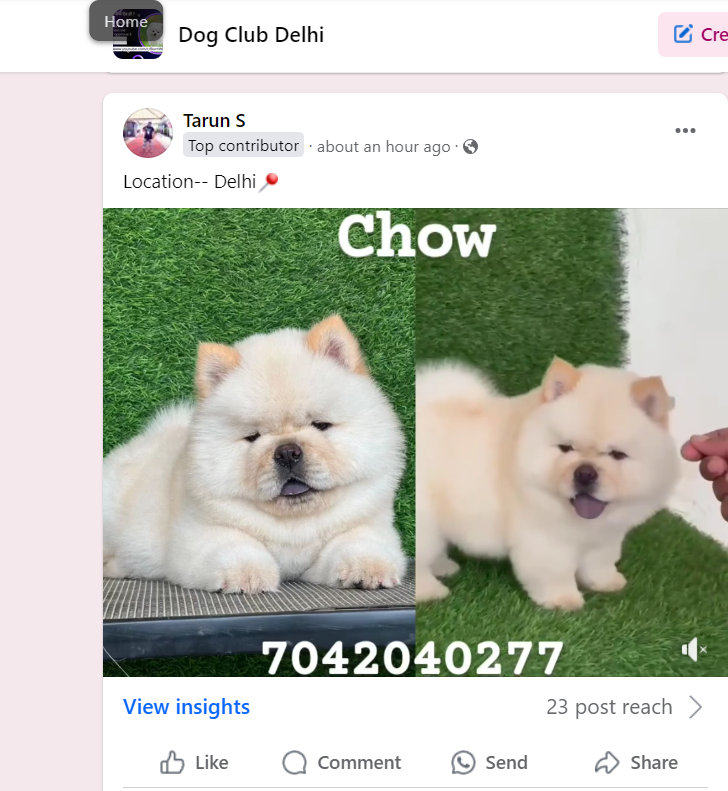 Pets Dogs Puppies